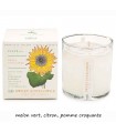 BOUGIE PLANT SWEET SUNFLOWER 283G