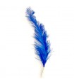 PLUME D'AUTRUCHE BLEUE ROYALE C12 L.60CM