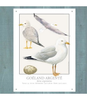 PLAQUE 15X20 GOELAND ARGENTE C2